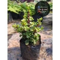 ราคา ต้นคลาสซูล่า( Crassula Ovata หรือ Jade Plant) (9262611507)