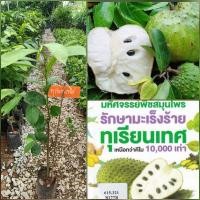 ราคา ทุเรียนเทศ ทุเรียนน้ำ หมากพิลด มีกลิ่นหอมตอนเช้า ผลมีรูปร่างคล้ายทุเรียน เนื้อสีขาว ฉ่ำน้ำ รสหวานอมเปรี้ยว (28673789133)