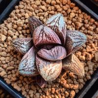 ราคา Haworthia 'Hakuja'ฮาโวเทีย (11039053859)