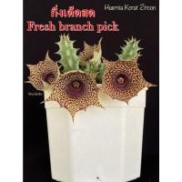 ราคา เก๋งจีน Huernia Korat Zircon *กิ่งเด็ดสด* แคคตัส ไม้อวบน้ำ Cactus and Succulent (18852348635)