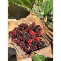 ราคา กิ่งชำ มัลเบอร์รี่ ต้นหม่อน ปลูกง่าย ลูกดก กิ่งละ 50 บาท สั่งขั้นต่ำ 2 กิ่ง (8914398326)