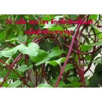 ราคา 50 เมล็ด สมุนไพร ผักปลัง ผักปลังแดง เมล็ดสำหรับเพาะปลูก (26523998757)