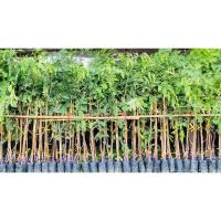 ราคา กิ่งพันธุ์มะขามหวานสีทองแท้ 100% จากเพชรบูรณ์ กิ่งพันธุ์แข็งแรง สั่งขั้นต่ำ 5 ต้น (26007716765)