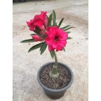 ราคา ต้นชวนชมเสียบยอด สีดอกตามภาพ (2921812839)