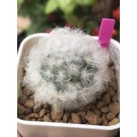 ราคา แมมขนแกะMammillaria bocasana v.multilanata(ลูกดอกชมพู) (5452230941)