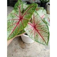 ราคา บอนสีเจ้ากรุงเดนมาร์ก (13588969290)