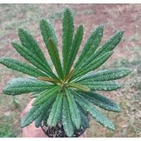 ราคา มะพร้าวทะเลทราย Dorstenia gigas cutting (เริ่มอวบอ้วนลำต้นตรง) (24332394590)