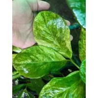 ราคา กวักมรกตโบราณด่าง กวักด่างใบยาว ด่างเหลืองก้านเขียว (17497484926)