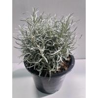 ราคา โรสแมรี่ขาว ต้น“คูลลิ่ง” โรสแมรี่ขาว กระถาง 8 นิ้ว (9613436230)