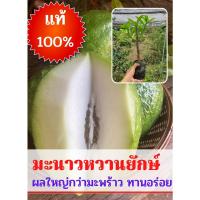 ราคา จัดส่งพร้อมลงปลูกได้เลย ต้นกิ่งพันธุ์มะนาวหวานยักษ์ ทานเนื้อ ทำได้หลายเมนู อร่อย หอม ต้นสูงประมาณ 25 ซม. (20615193646)