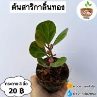 ราคา ต้นสาริกาลิ้นทอง จัดส่ง 2 ต้นขึ้นไป คละแบบได้ (24069104219)