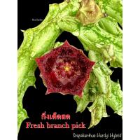 ราคา เก๋งจีน Stapelianthus Hardyi Hybrid *กิ่งเด็ดสด* แคคตัส ไม้อวบน้ำ Cactus and Succulent (22951606020)