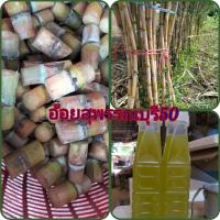 ราคา อ้อยคั้นน้ำสุพรรณบุรี50 จำนวน 20 ข้อตา (29259239260)