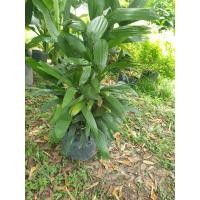 ราคา ต้นจั๋งแคระ สูงประมาน 60-70 ซม. (3546503296)