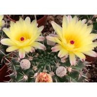 ราคา โนโตแคคตัส แพมพีนัส Notocactus Pampeanus ขนาดประมาณ 3-3.5 เซน (11772196502)