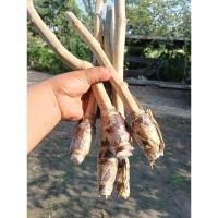 ราคา 1ชุด5กิ่งชะอมไร้หนาม​พันธุ์​ยอด​ใหญ่​ ยอดดก​ หนา​มน้อย​ (17919767597)