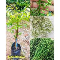 ราคา ขายต้นพันธุ์ #สะเดา #สะเดาทวาย #สะเดาหวาน #สะเดามัน (ต้นเสียบยอด)แฮปปี้ (23309261746)
