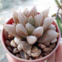 ราคา Haworthia / Cooperi / ฮาโวเทีย / คูเพอรี่ (1208536190)