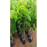 ราคา น้อยหน่าเพชรปากช่อง(ขนาด50ซม.) (5101074014)