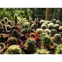 ราคา ชุดที่ 1 แคคตัส กระบองเพชร Cactus หลายพันธุ์ ราคาถูก ซื้อ 5 ต้นแถมฟรี 1 ต้น (คละสายพันธุ์ได้) (5557349167)