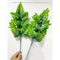 ราคา ใบเฟิร์นนาคราช 20 ก้าน (21884641029)