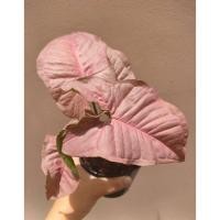 ราคา ออมชมพู ต้นออมชมพู(Syngonium neon pink) เงินไหลมาชมพู ต้นไม้มงคล กระถางขนาด 4 นิ้ว ไม้ฟอกอากาศ เลือกต้นได้ (21334090772)