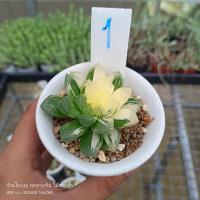 ราคา Haworthia obtusa variegatedฮาโวเทียต้นตามภาพ ลูกค้าจะได้รับต้นตามภาพที่กดสั่งค่ะSucculent Echeveria กุหลาบหิน ไม้ (20345580747)