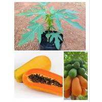 ราคา ต้นมะละกอฮอลแลนด์ พันธุ์ฮอลแลนด์ ติดผลดก เนื้อหนา ผลสุกเนื้อหวานหอมอร่อย ต้นพร้อมปลูก (25613125023)