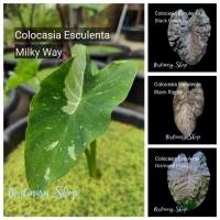 ราคา รวมโคโลคาเซีย|Colocasia|black coralแบล็คโครอล|Colocasia yellow splash|Colocasia Milky way|diamond head|Colocasia Red Eye (16700790121)