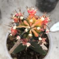 ราคา Pink baby กราฟตอสามเหลี่ยม (17401440339)