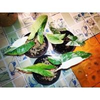 ราคา เงินไหลมาด่าง ไม่ฟอกอากาศ เงินไหลมา เงินไหลมาด่างขาว (ขายยก3กระถาง) (8791833542)