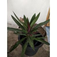 ราคา ว่านกาบหอย จัดสวน พืชสมุนไพร (4097881963)