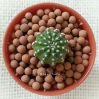 ราคา Cactus / Lobivia (Shinshowa flower) / โลบิเวีย (ดอกชินโชวะ) (138072997)