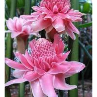 ราคา ดาหลาดอกสีชมพู หน่อดาหลา ดาหลาสีชมพู สวนเขาหมากพันธุ์ไม้ (18780087340)