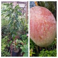 ราคา ต้นมะม่วงผิงกั่วเหวินไซด50ซม. (6225045992)