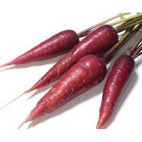 ราคา เมล็ดพันธุ์เบบี้แครอท แครอทสีม่วง นำเข้าจากออสเตรเลีย 100 เมล็ด (25578972793)