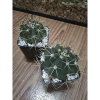 ราคา เมโลแคคตัส กระบองเพชร (7543840676)