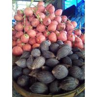 ราคา เมล็ดพันธุ์ปาล์มหางกระรอก คัดพิเศษ (26812371885)