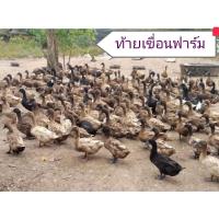 ราคา ไข่เชื้อเป็ดไข่กากีแคมเบล10 ฟอง เชื้อเดินดีมาก (20146833941)