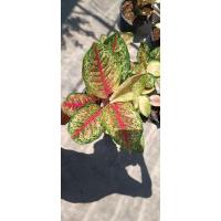 ราคา ต้นสิบกะรัต ไม้มงคล (ตระกูลอโกนีมา)กระถาง8นิ้ว (24576909136)