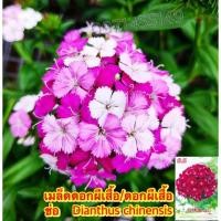 ราคา เมล็ดดอกผีเสื้อ/ดอกผีเสื้อช่อ 30 เมล็ด Dianthus chinensis เมล็ดนำเข้า (10279952929)