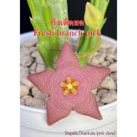 ราคา เก๋งจีน Stapelia Divaricata (pink clone) *กิ่งเด็ดสด* แคคตัส ไม้อวบน้ำ Cactus and Succulent (24579666420)