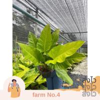 ราคา (ส่งไว) ต้น เศรษฐีรวยทรัพย์สีทอง กระถาง11นิ้ว (28308078769)