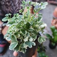 ราคา ต้นเล็บครุฑ เล็บครุฑ ไม้มงคล ไม้จัดสวนถาด ไม้เรียกทรัพย์ (10801745524)