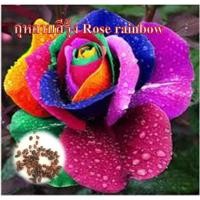 ราคา ขายเมล็ดกุหลาบสีรุ้ง Rose rainbow 30เม็ด (6860610478)