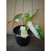 ราคา เงินไหลมาด่างขาว ต้นไม้มงคล #เงินไหลมาด่างขาว (8606760883)