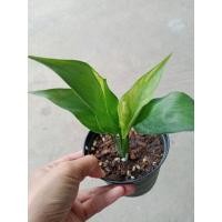 ราคา เดหลีด่าง#เดหลีด่าง#เดหลีด่าง (12130179980)