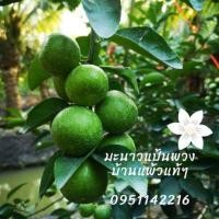 ราคา กิ่งมะนาวแป้นพวงบ้านแพ้ว (10520880851)