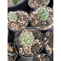 ราคา coryphantha แคคตัสช้าง (22353128237)