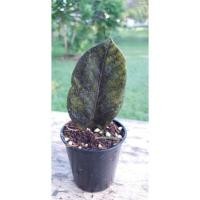 ราคา กวักมรกตดำด่าง(ใบดำในกอด่างเหลือง) (23603970827)